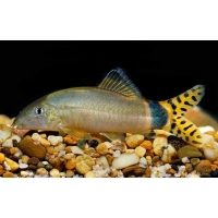 Botia Splendida 5cm Botia Splendida 5cm